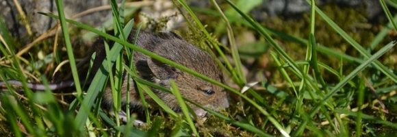 Cacca di topo in casa: come riconoscerla ed eliminarla