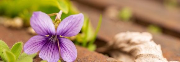 Fiorellini primaverili: i più belli da mettere in giardino