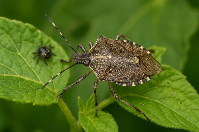 Lotta biologica con insetti alla cimice asiatica con feromoni
